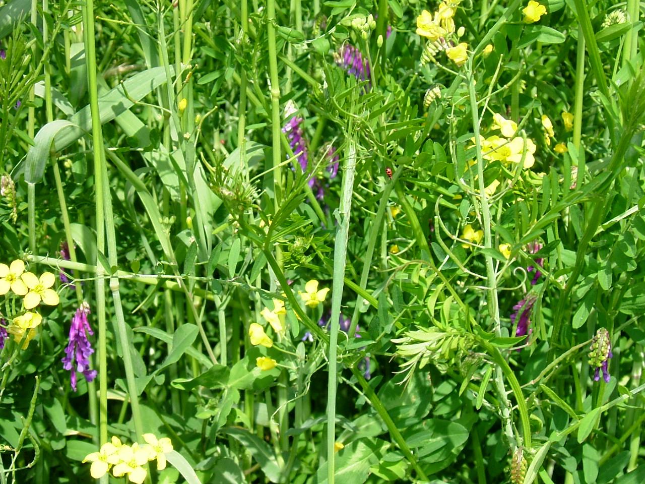 four species cover crop