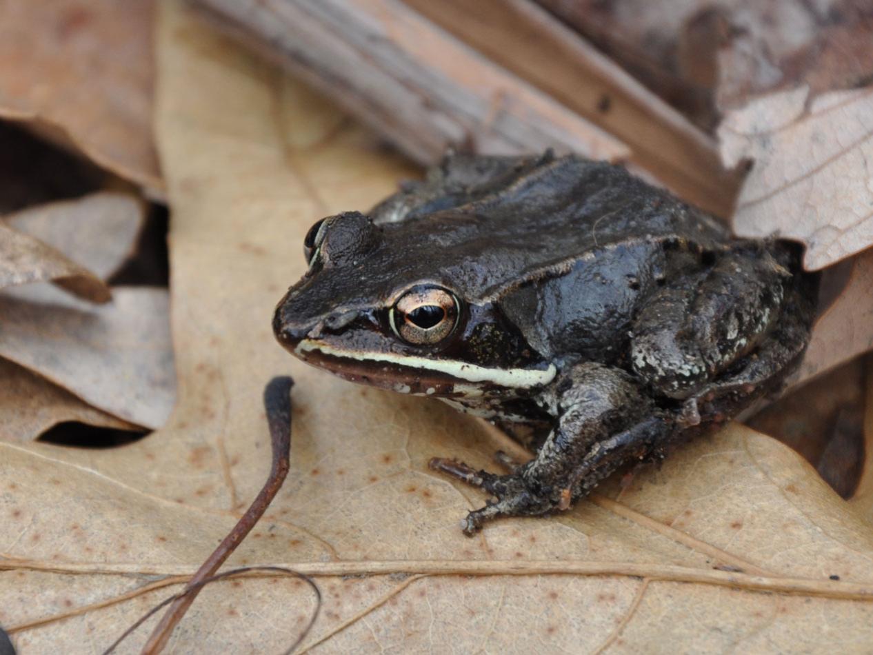 wood frog sits on oak leaves