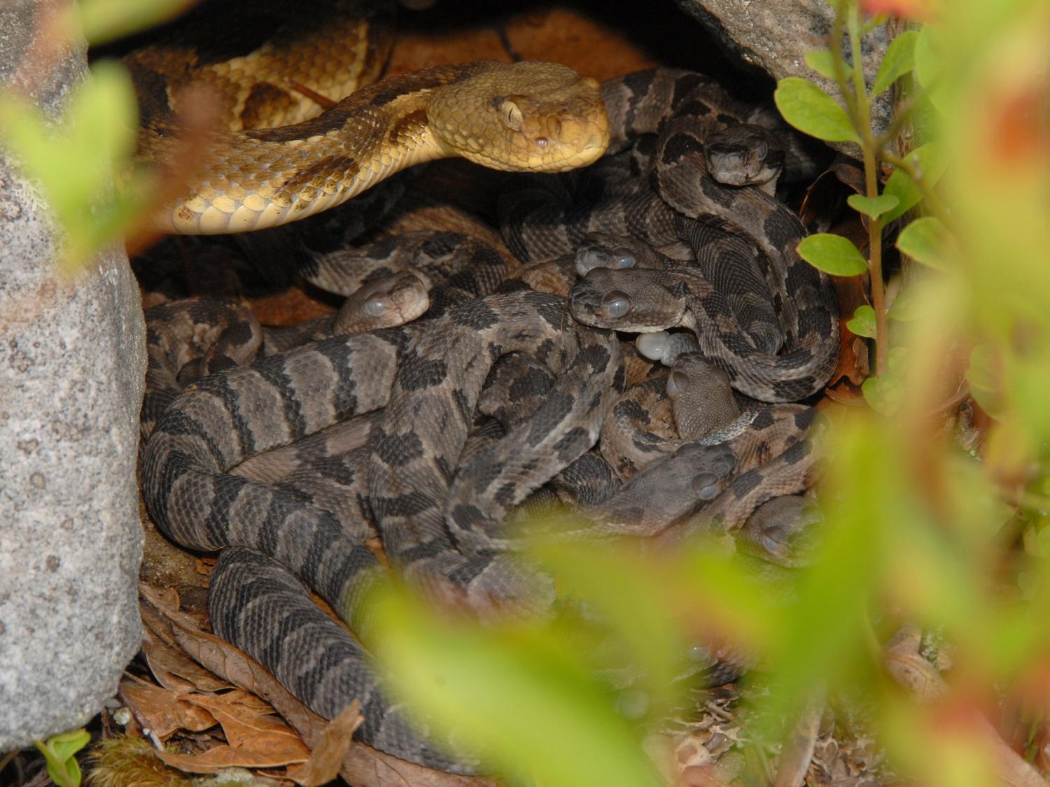 large snake hovering over her babies