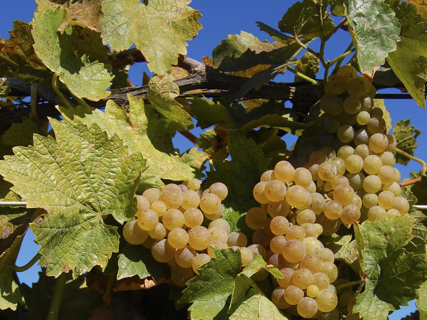 Grapes in an Erie vineyard
