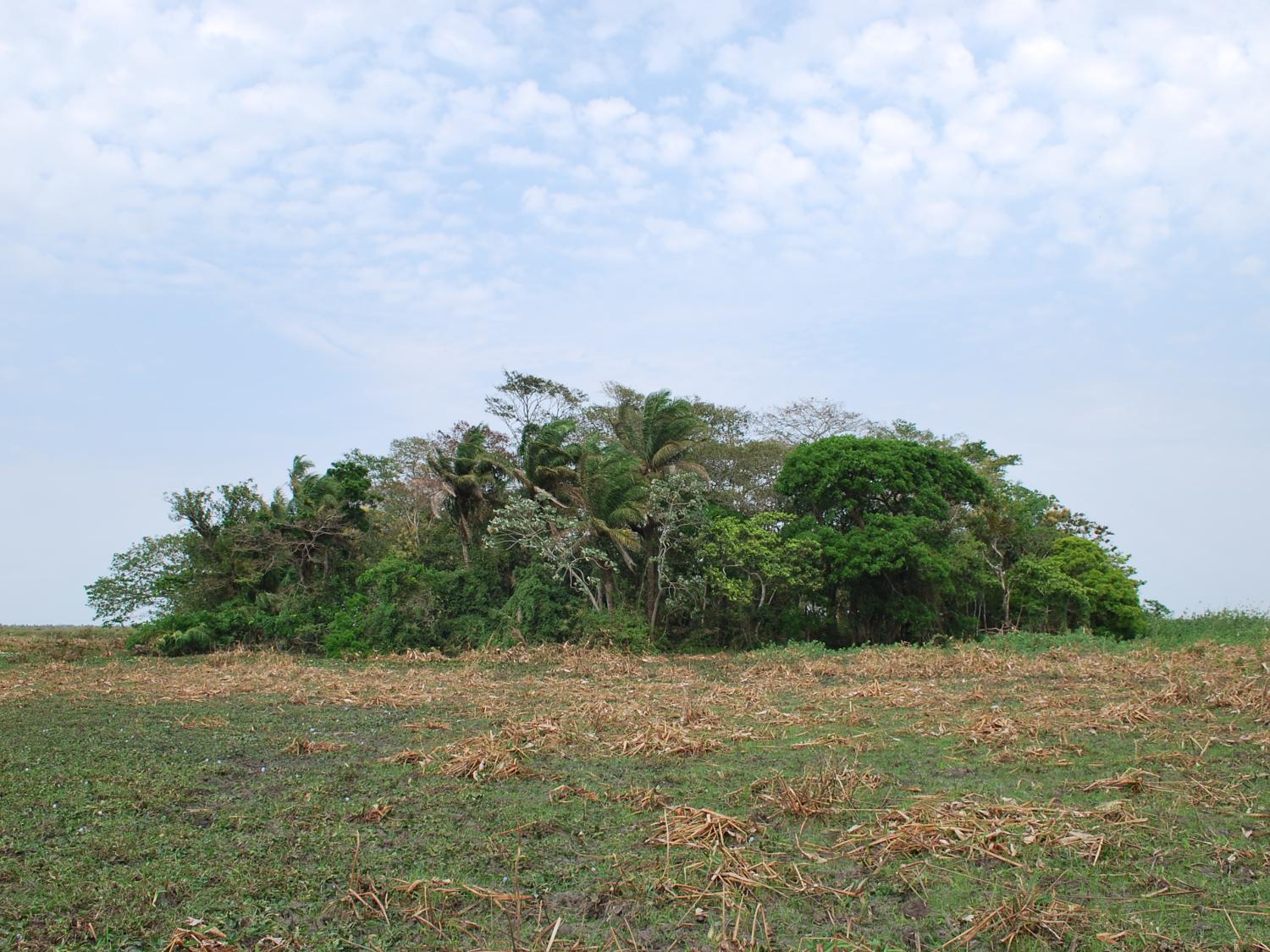 Flat savannah with mound like forest island