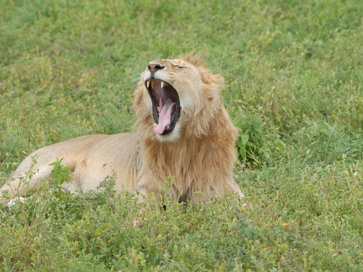 A lion sitting in a green field with his mouth wide open in a yawn