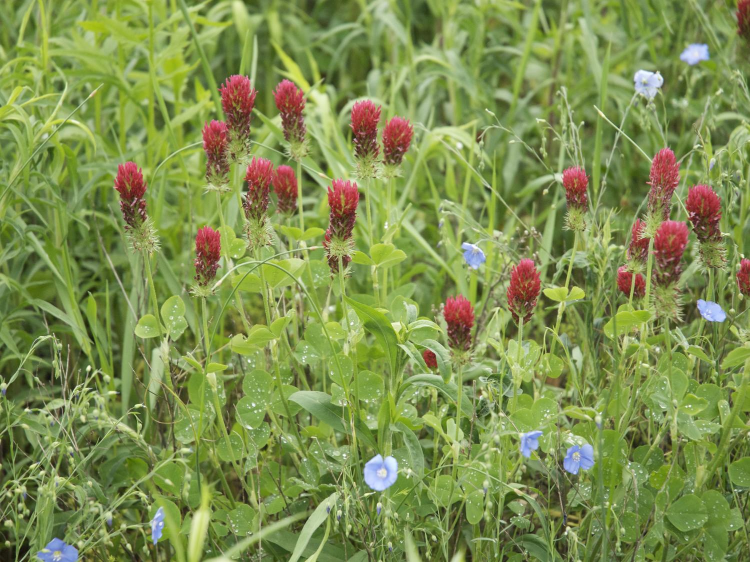 red wildflower