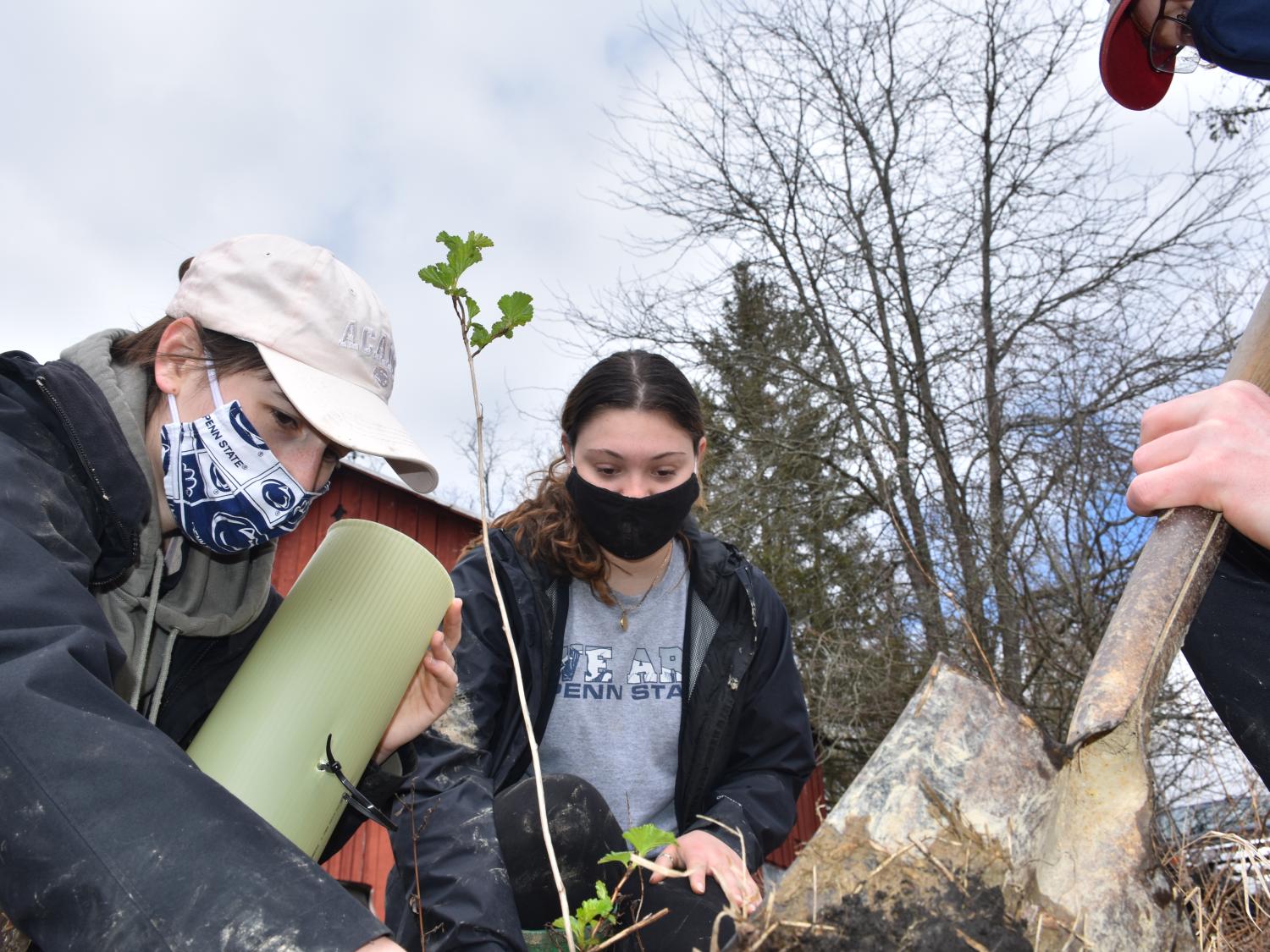 Three Penn State students plant a seedling