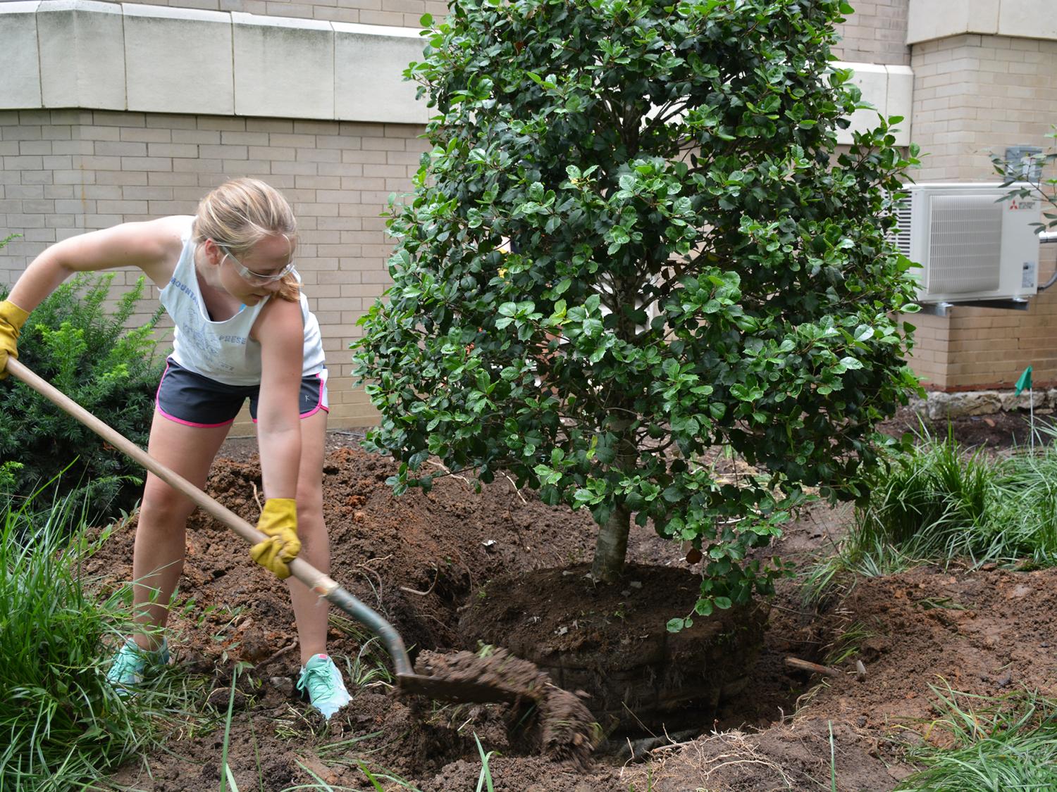 Student shovels dirt while planting tree