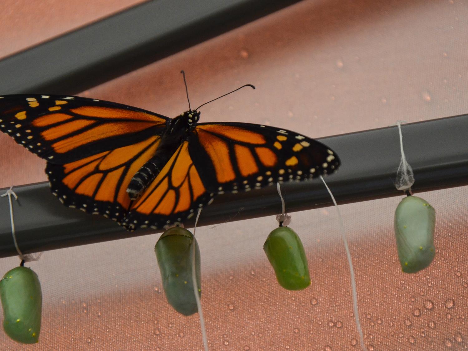 monarch butterfly