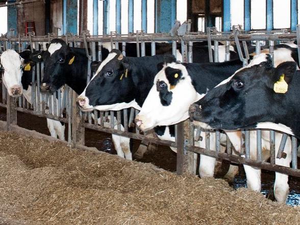 Dairy cows in barn