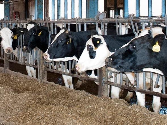 cows feeding