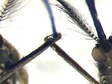 side by side mosquito heads one with black eyes on with white eyes