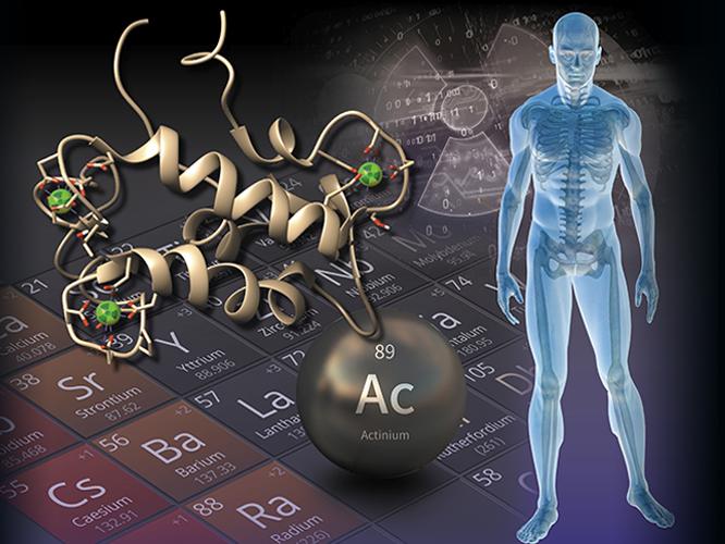 illustration of periodic table, actinium, protein, and human body