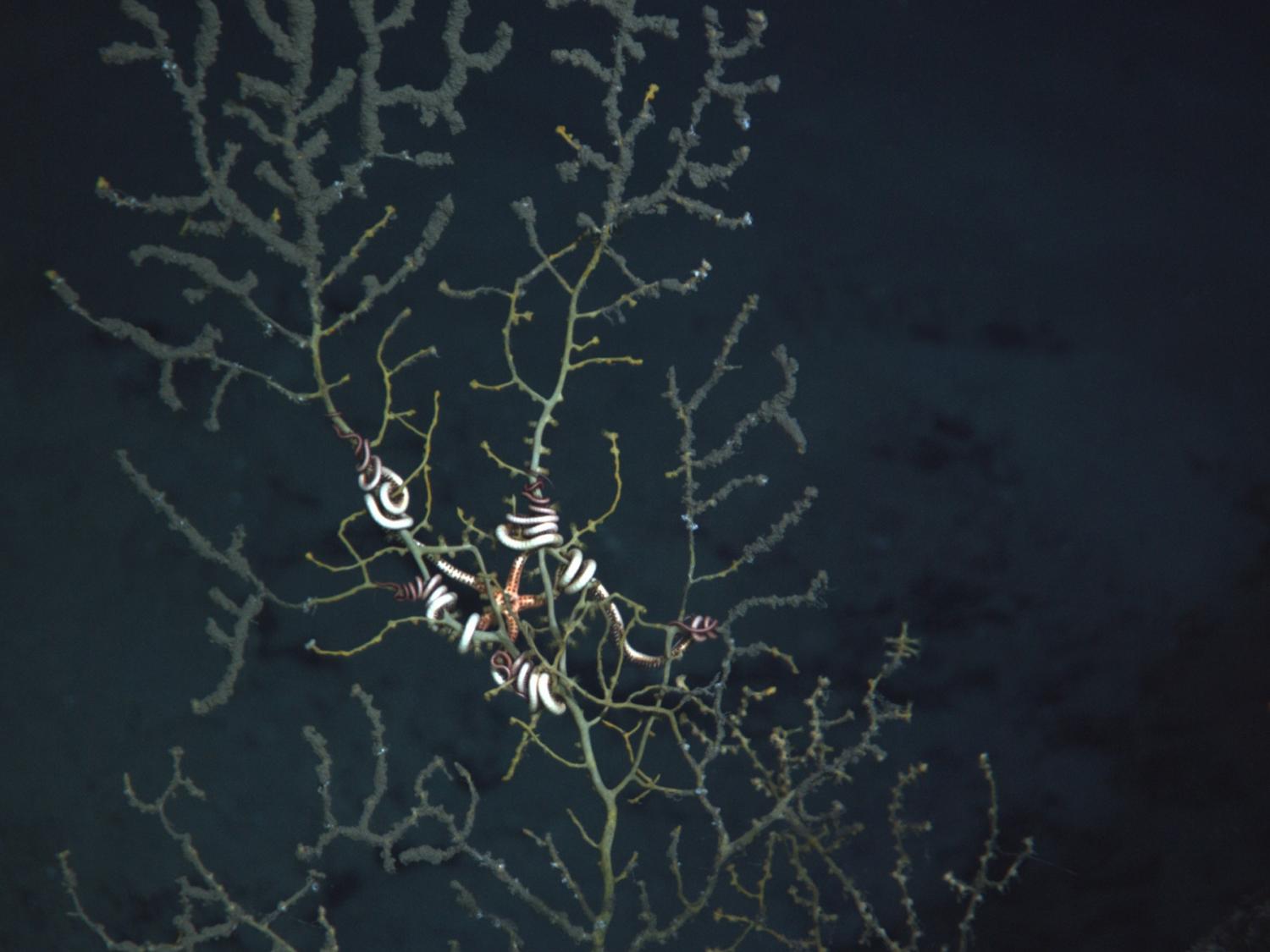 Deepwater coral covered in oil and dispersant