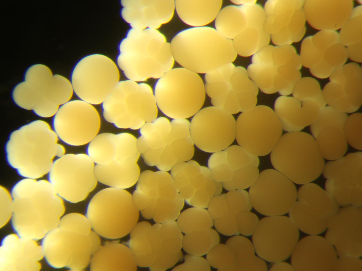 Developing embryos of elkhorn coral