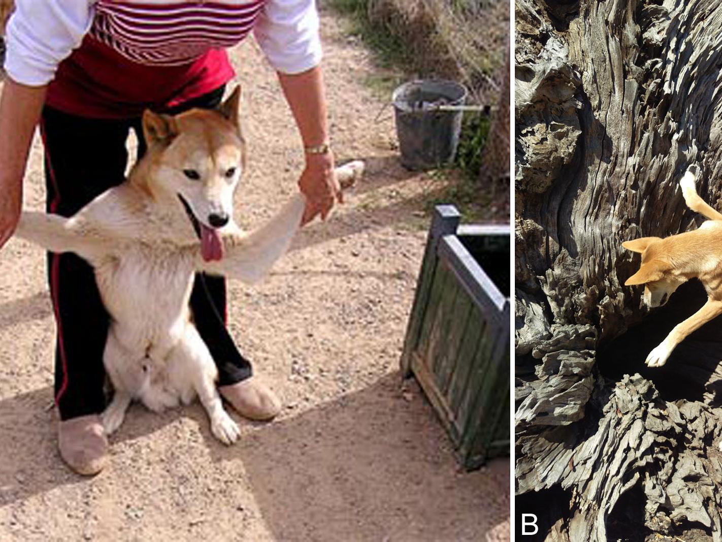 left image shows person holding the front paws of a dingo spread wide to show flexibity.  Right photo shows a dingo climbing rocks, exhibiting flexibility.