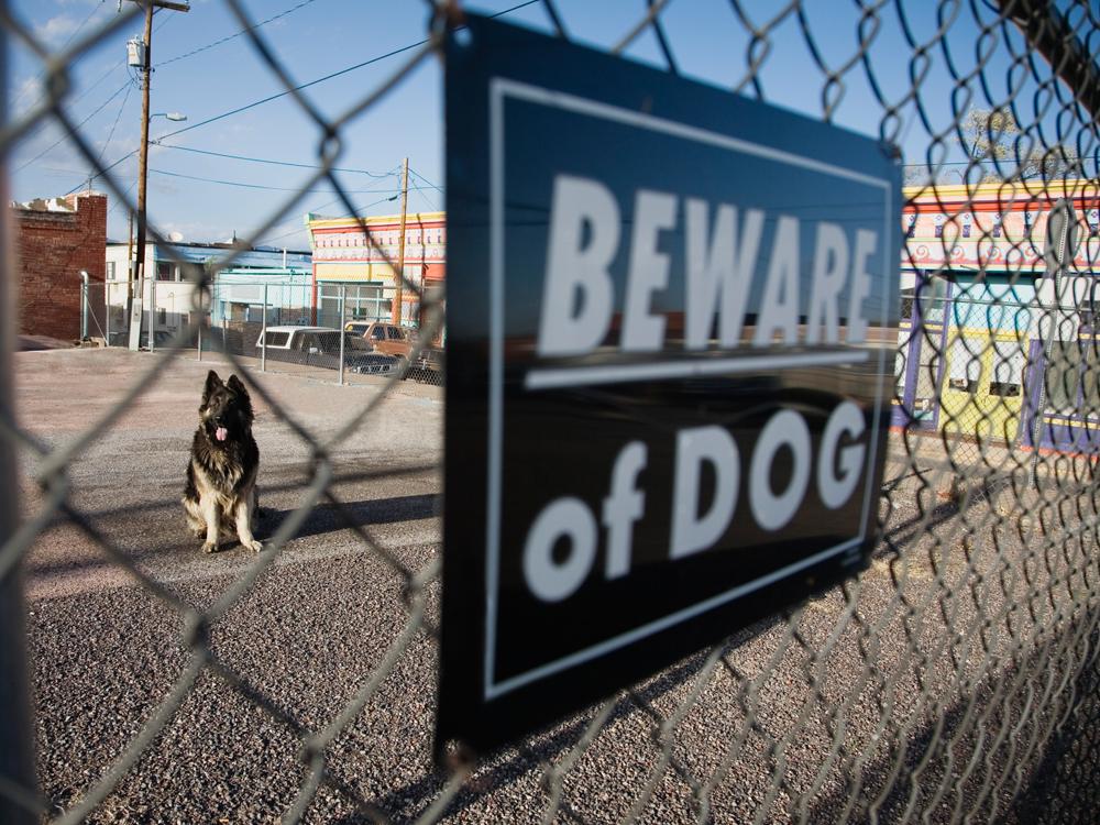 A chain link fence is in the foreground, with a sign that reads ‘Beware of Dog.’ The fence and sign appear slightly out of focus. Through a hole in the fence, a sitting dog is visible and in focus.