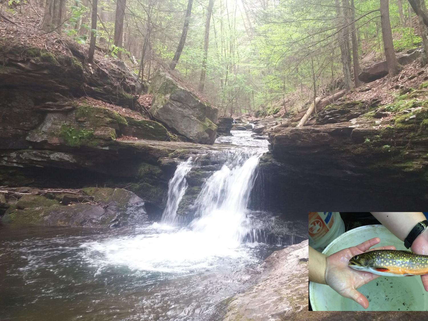 sampled stream, trout inser