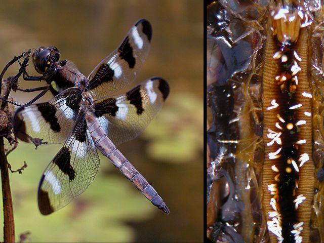 Dragonfly gut