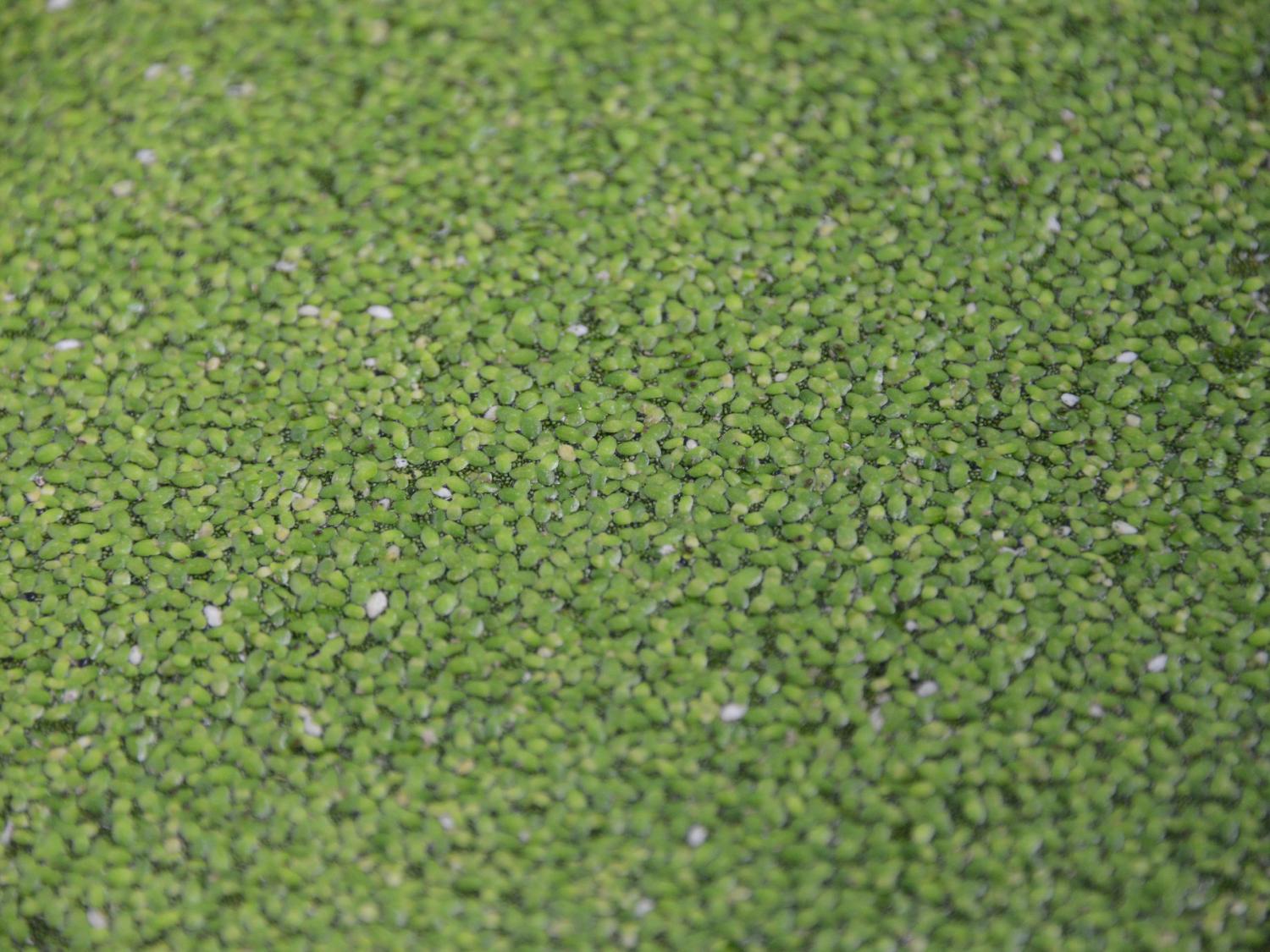 duckweed floating in a pond