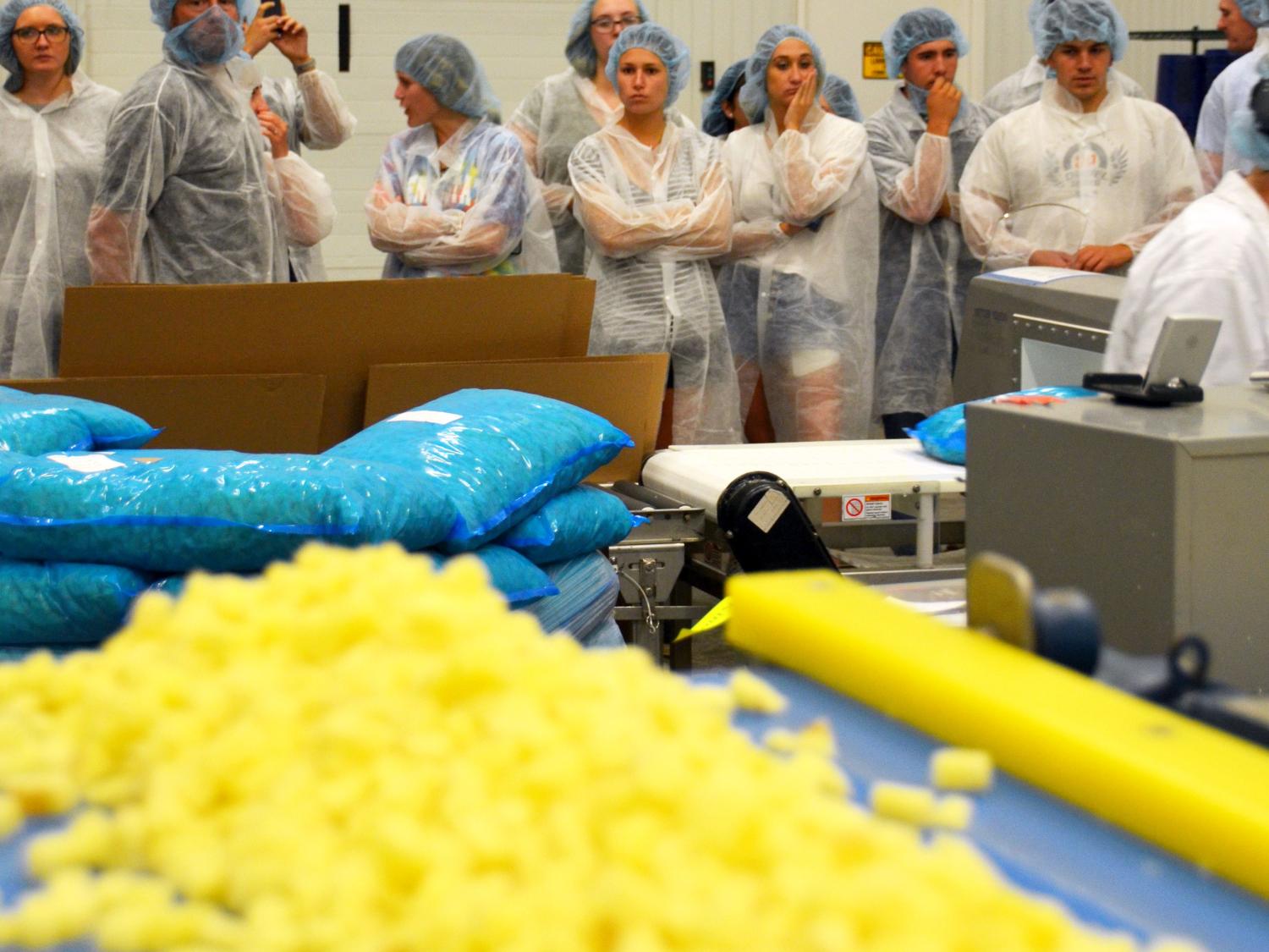 Sterman Masser potato line