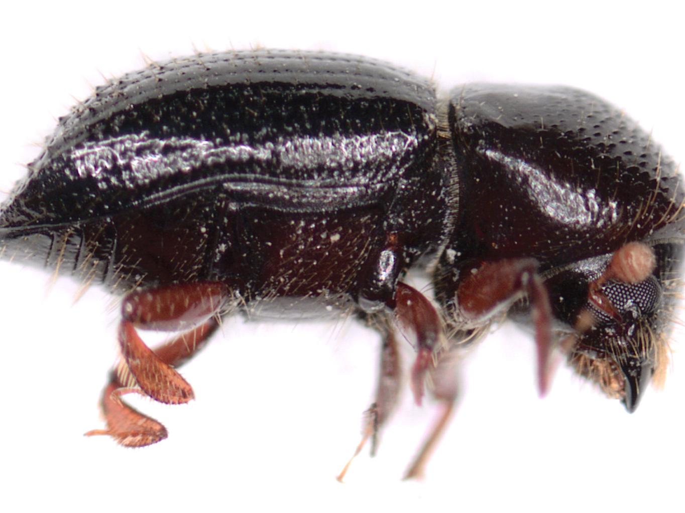 female beetle