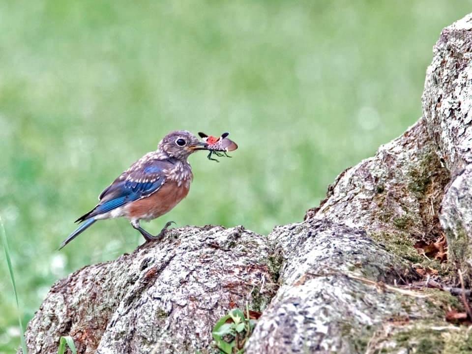 Bluebird with spotted lanternfly