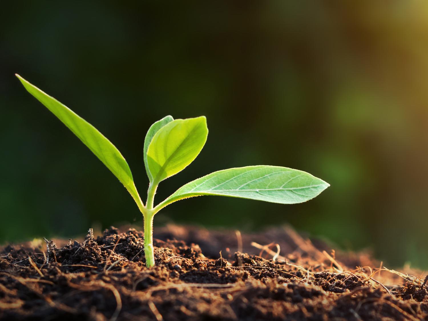 plant growing in soil