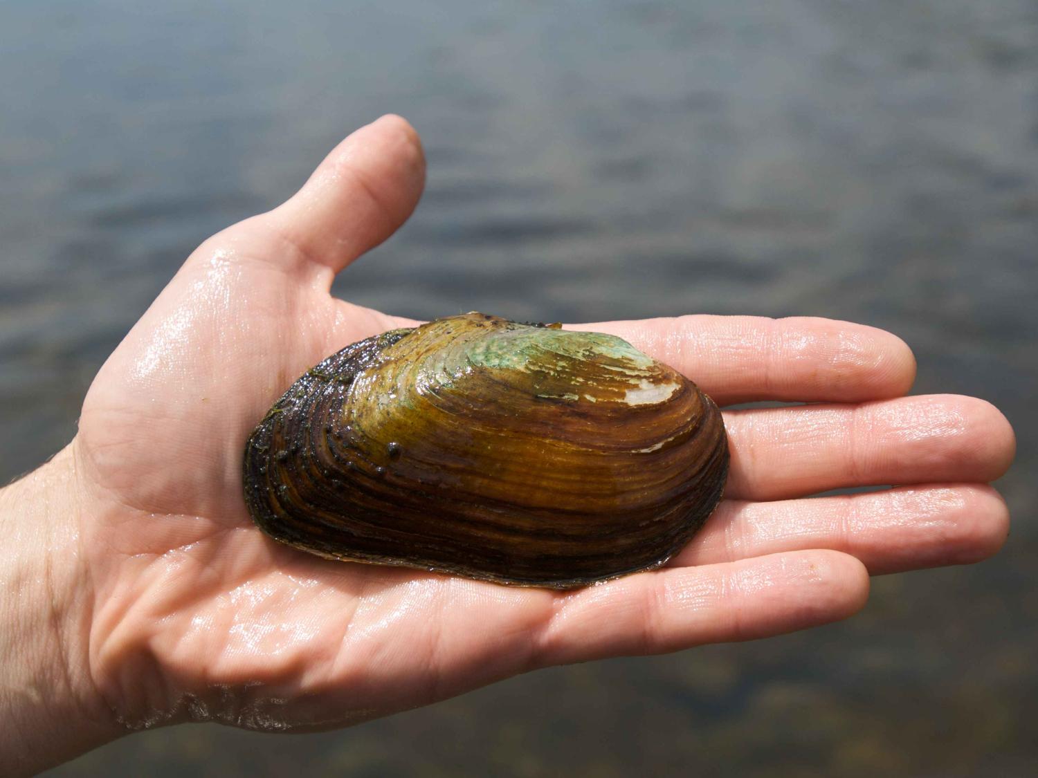 Eastern elliptio fresh water mussel