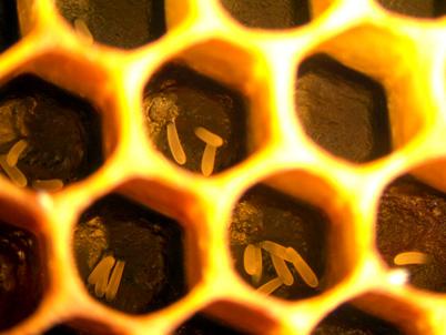 bee eggs in honeycomb