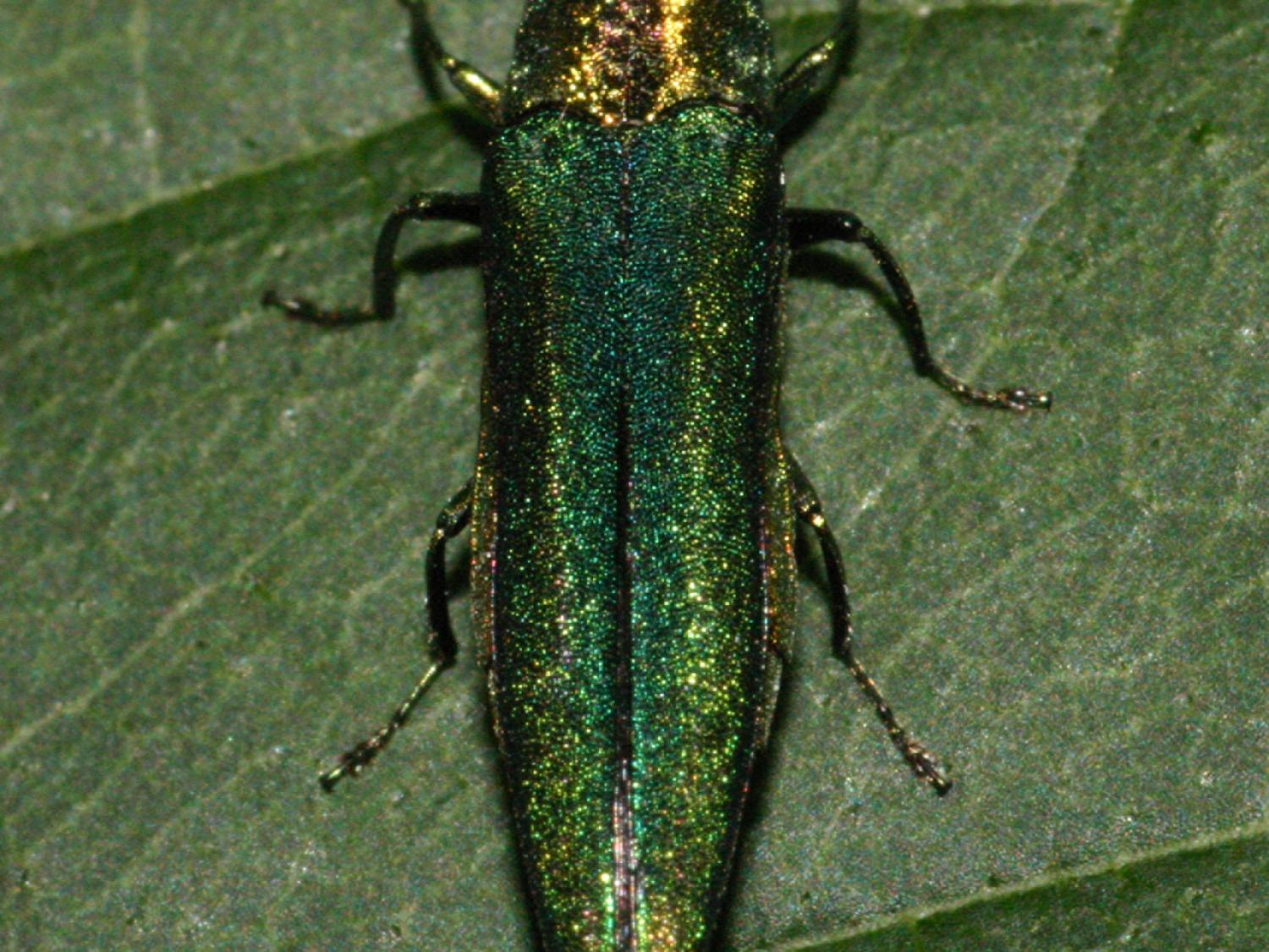 emerald ash borer