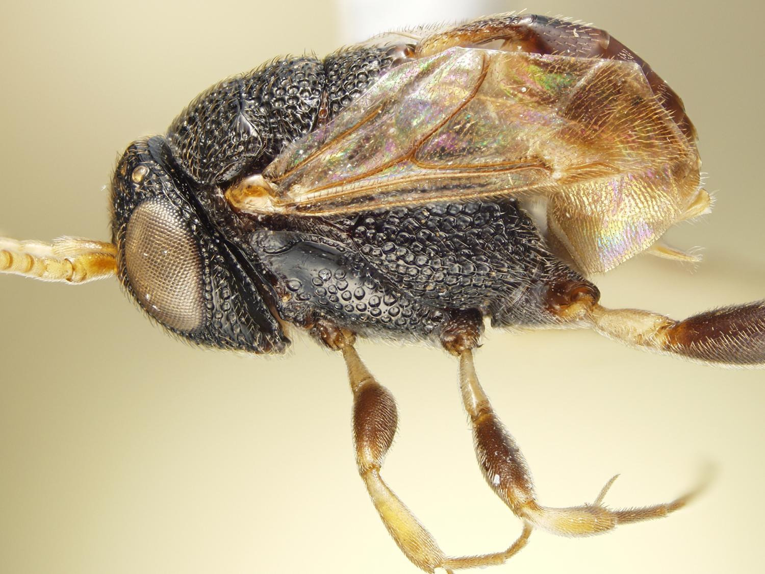 ensign wasp