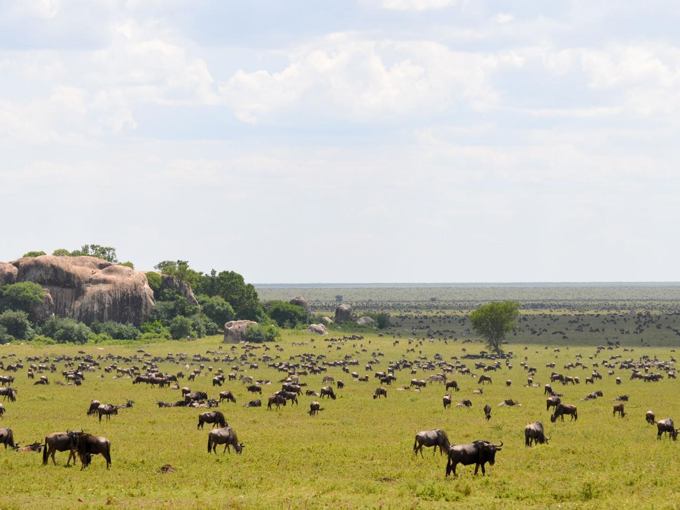 Wildebeest in Serengeti
