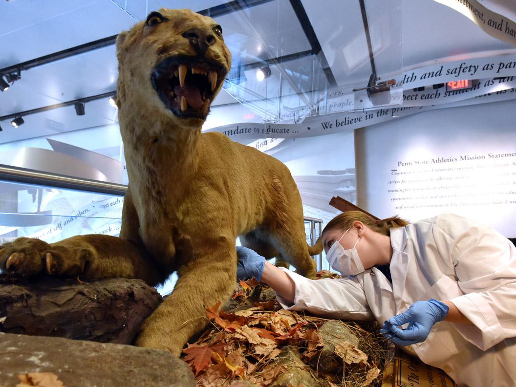 Shreyer Honors Scholar Maya Evanitsky examines historic Nittany Lion artifact before taking a sample of his skin for her research project