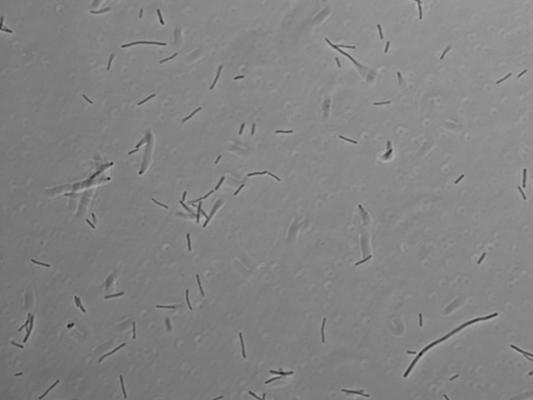 Thermus scotoductus cells