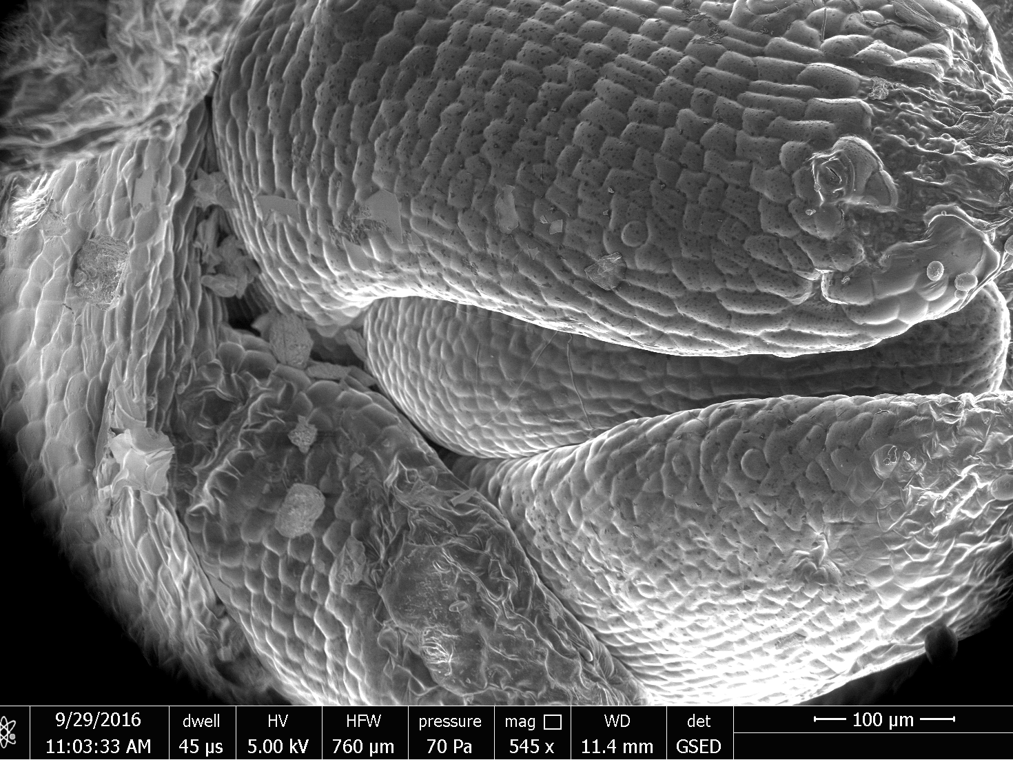 A potato eye magnified on an ESEM.