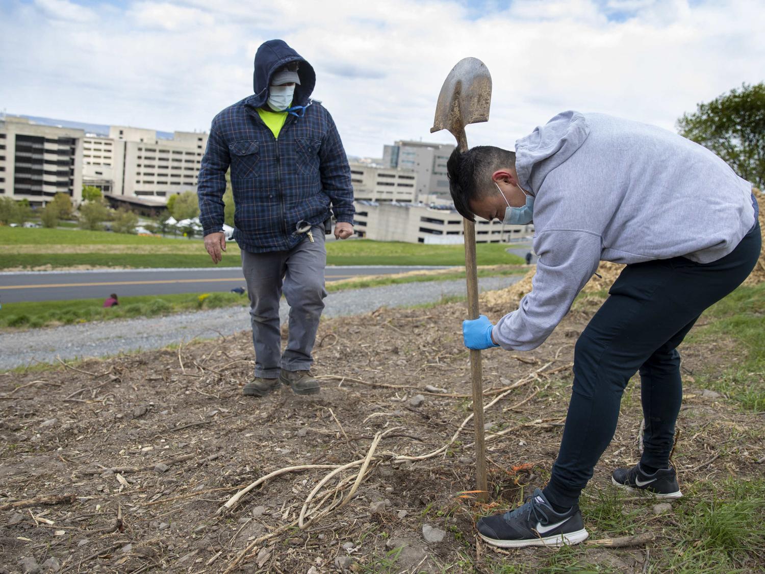 Man wearing a grey hoodie, black pants, face mask and gloves uses a shovel to dig a hole for a tree while another man, wearing a flannel shirt, jeans and a face mask, looks on.