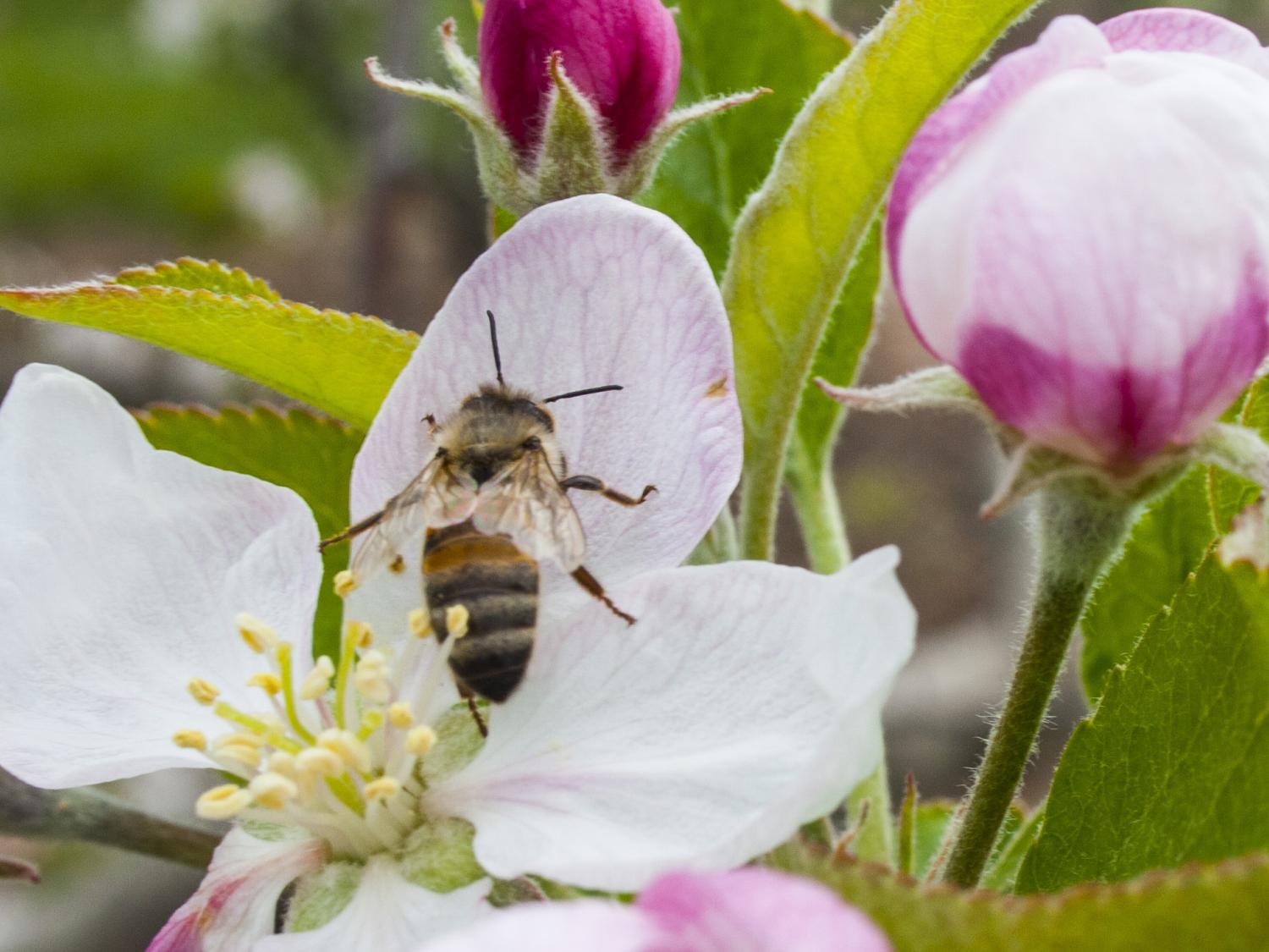 A bee on a flower