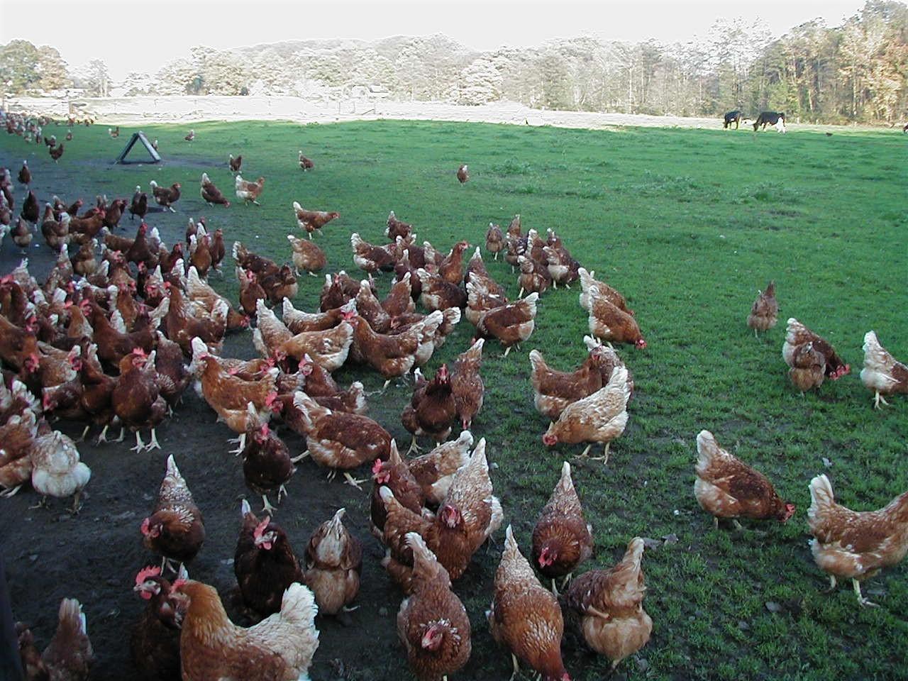 Fabian cage-free research