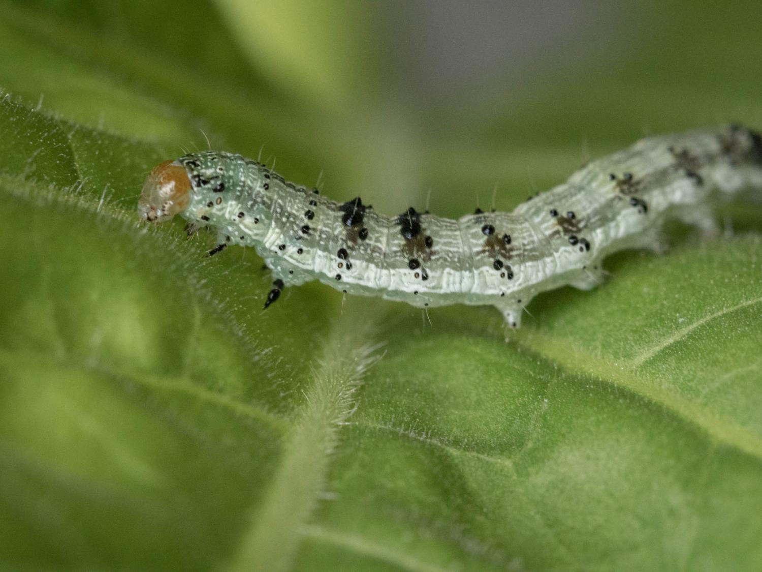 Fall armyworm caterpillar on tobacco leaf