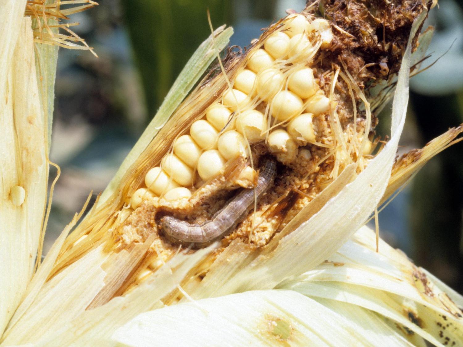 Fall armyworm on corn