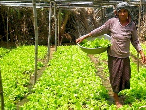 Cambodian Farmer harvests