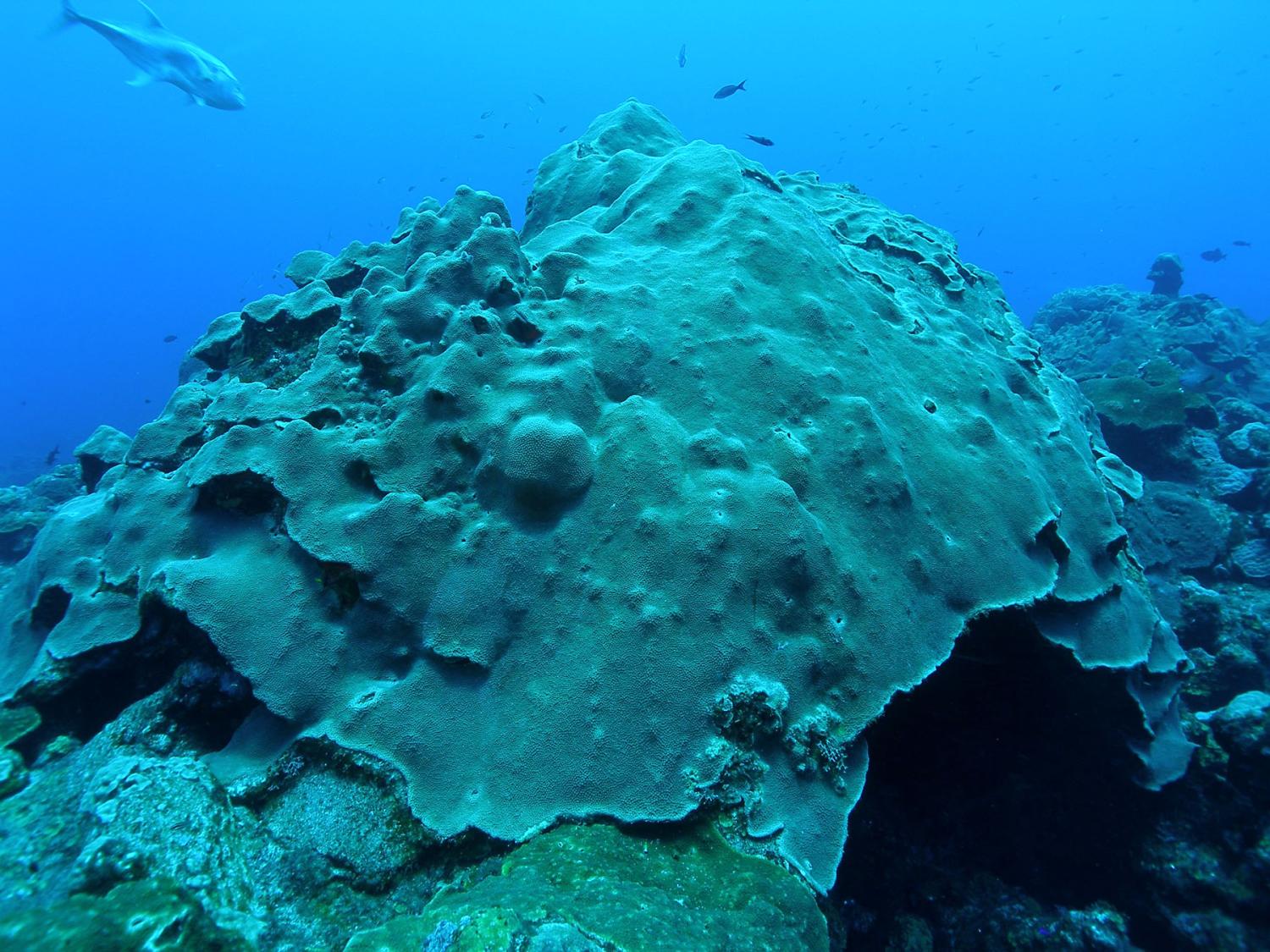 Scuba diver's view of a mound of healthy coral