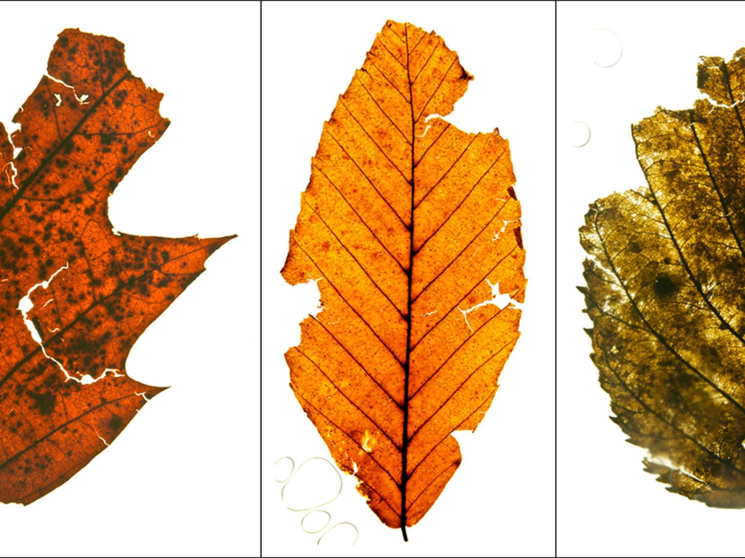 3 types of leaves