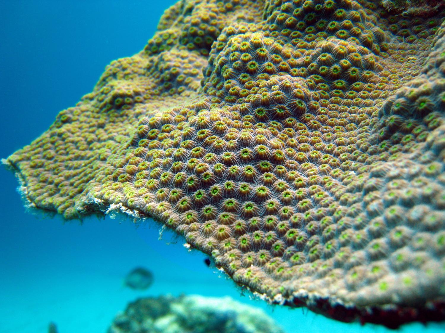 Close up of coral with polyps showing