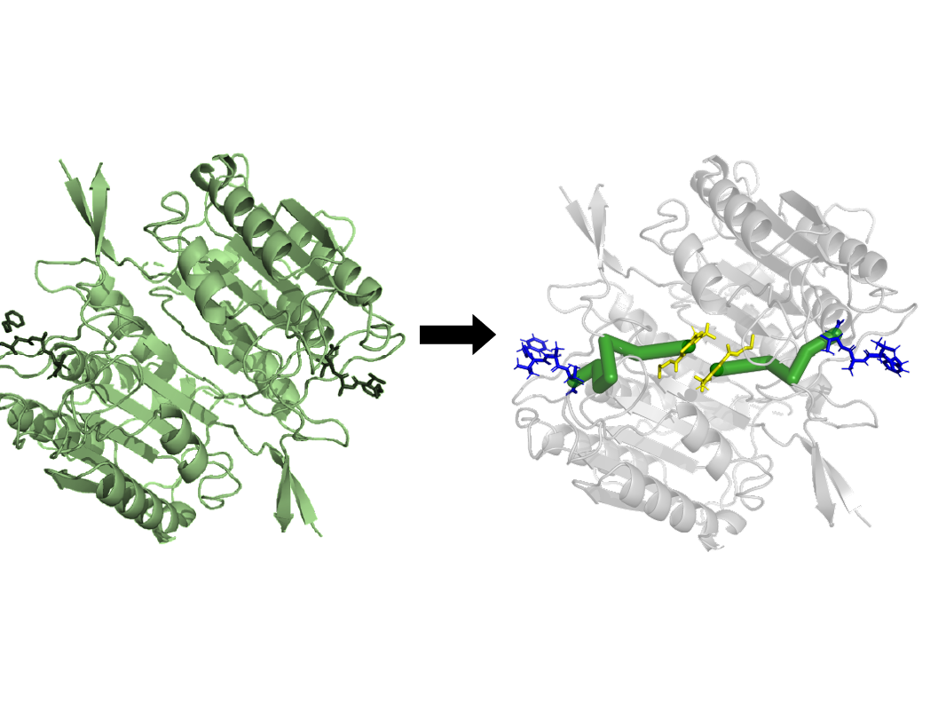 An illustration showing how Ohm, a computer algorithm created by Penn State College of Medicine researchers, can predict an allosteric pathway in a protein.