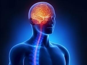 brain and spinal column
