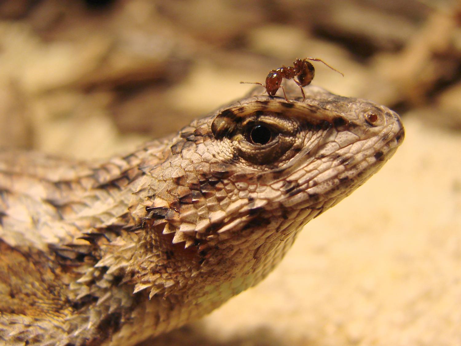 fire ant on lizard