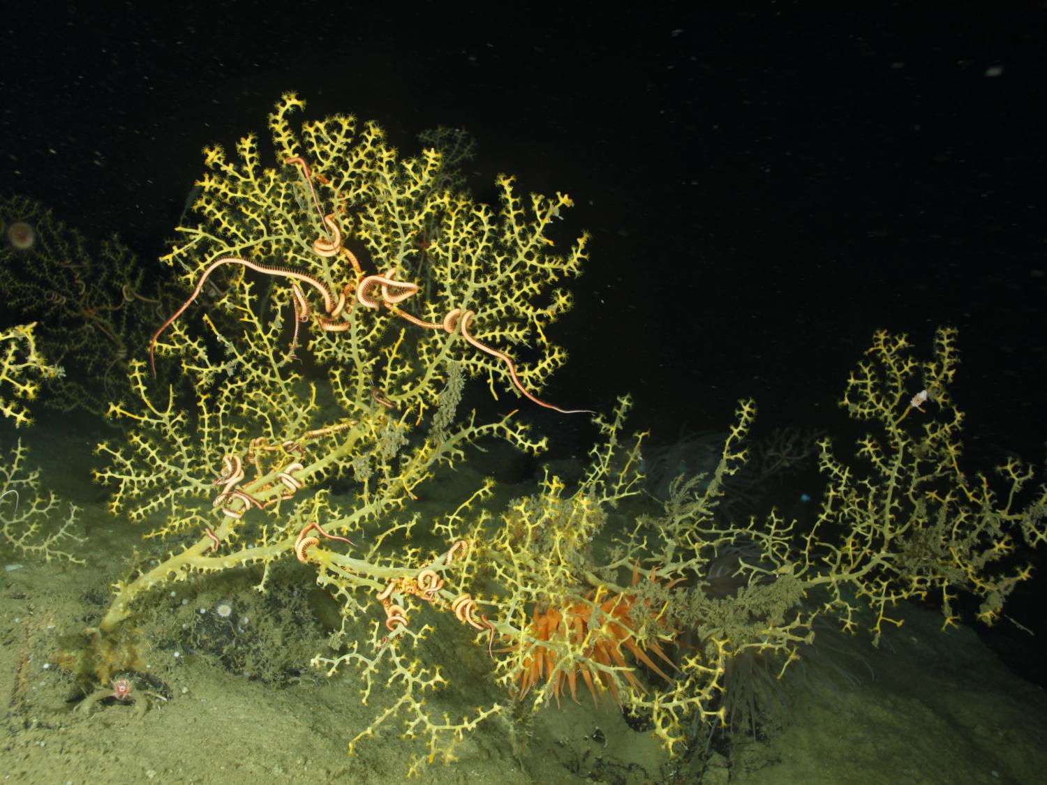 Coral