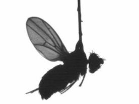 A fruit fly tethered with a stick - cropped version