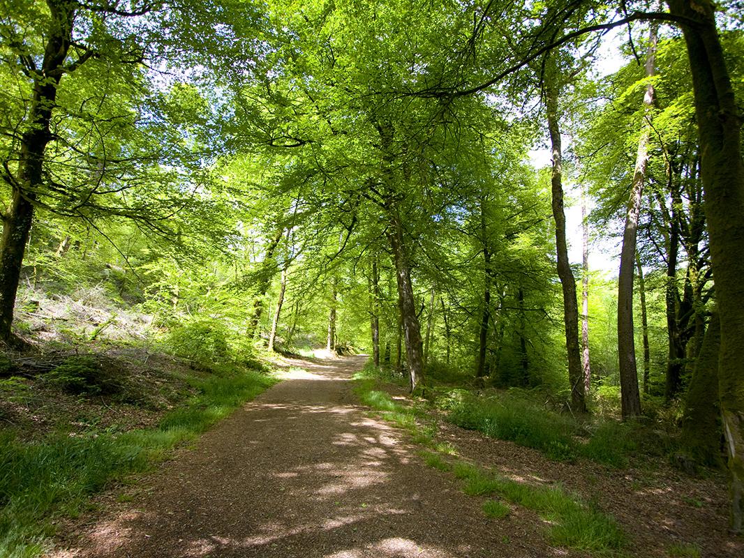 Forest Scene