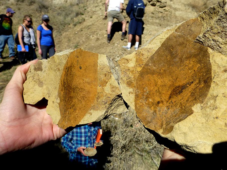 Fossil