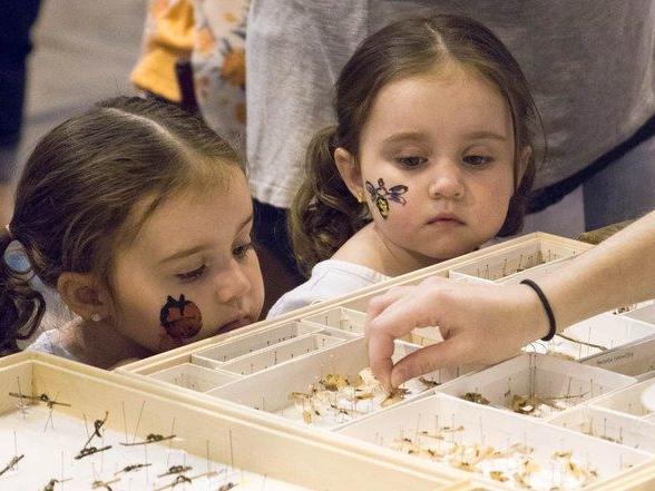 Great Insect Fair 2018 - girls and insect collection